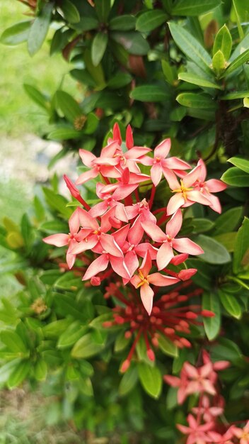 Eine Nahaufnahme einer Blume mit roten und weißen Blütenblättern