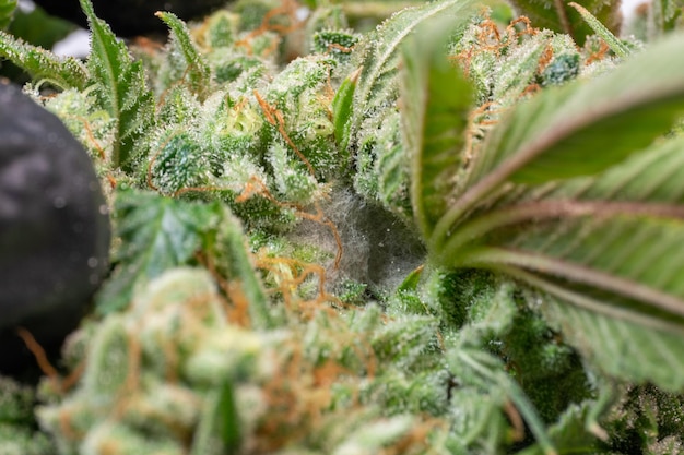 Eine Nahaufnahme einer Cannabispflanze in den frühen Stadien der Botrot oder Botrytis