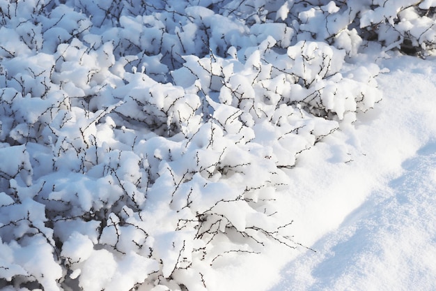 Eine Nahaufnahme einer gefrorenen Pflanze, die mit Schnee bedeckt ist. Konzeptfoto. Vorderansicht-Fotografie mit Winterlandschaft