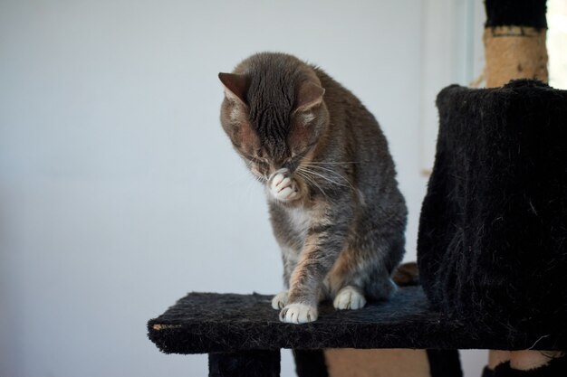 Eine Nahaufnahme einer gestreiften Katze, die sich kratzt