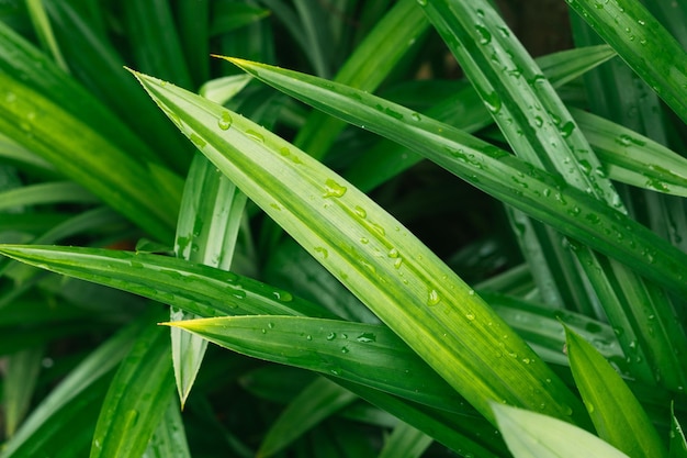 Eine Nahaufnahme einer grünen Pflanze mit Wassertröpfchen darauf