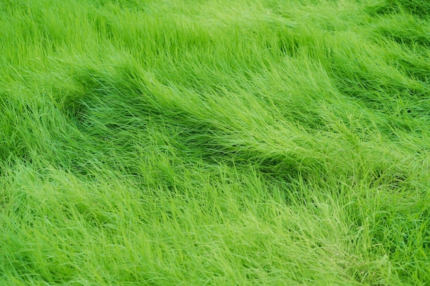 Foto eine nahaufnahme einer grünen wiese