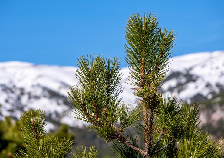 Foto eine nahaufnahme einer kiefer mit schneebedeckten bergen im hintergrund