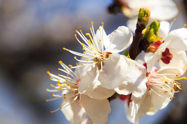 Eine Nahaufnahme einer Kirschblüte mit weißen Blüten