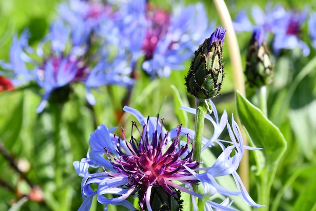 Eine Nahaufnahme einer lila Blume mit grünem Stiel