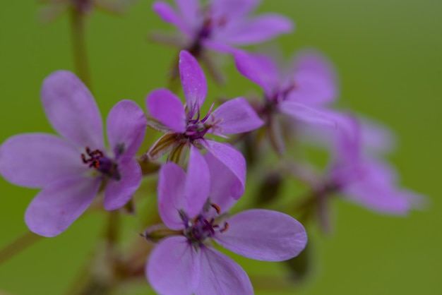 Eine Nahaufnahme einer lila Blume