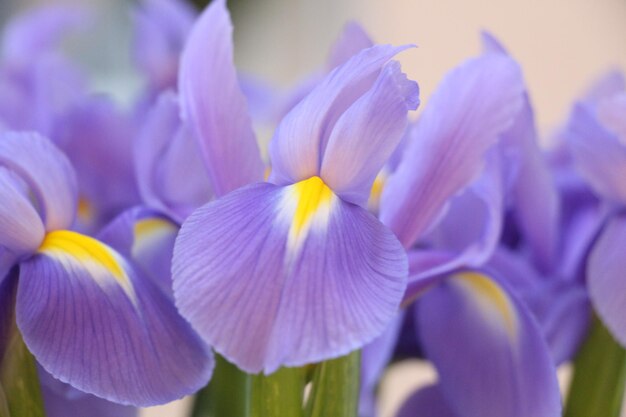 Foto eine nahaufnahme einer lila iris-blume