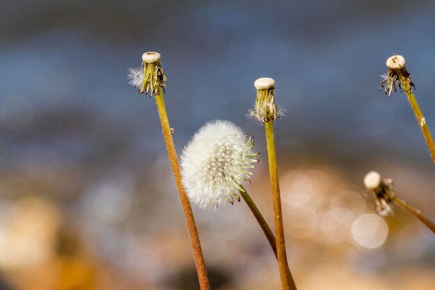 Eine Nahaufnahme einer Löwenzahnblume mit verschwommenem Hintergrund