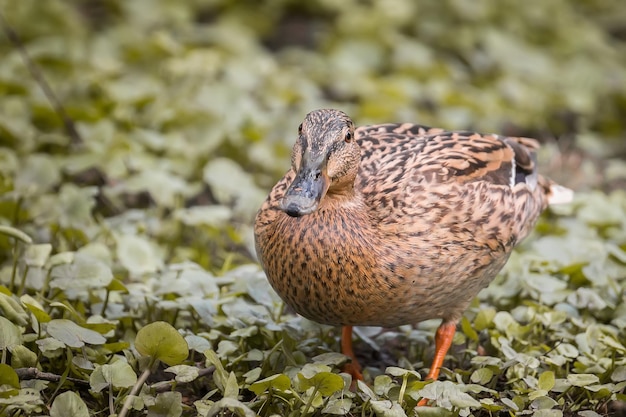 Eine Nahaufnahme einer niedlichen großen braunen Ente