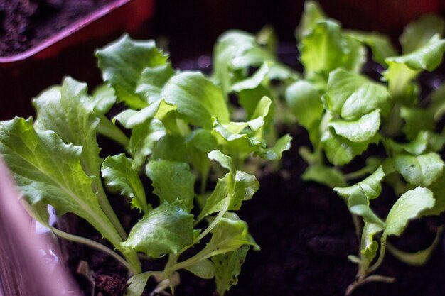 Eine Nahaufnahme einer Pflanze, in der Salat wächst