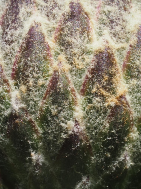 Eine Nahaufnahme einer Pflanze mit einem grün-weißen Schimmelfleck darauf
