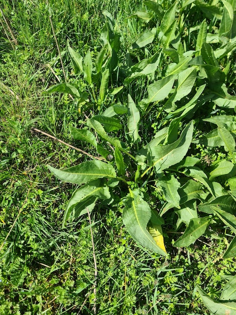 Eine Nahaufnahme einer Pflanze mit einem grünen Blatt und dem Wort "wild" darauf.