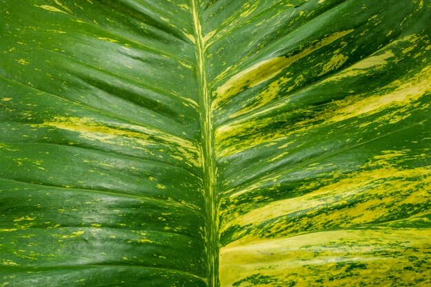 Eine Nahaufnahme einer Pflanze mit gelben und grünen Blättern