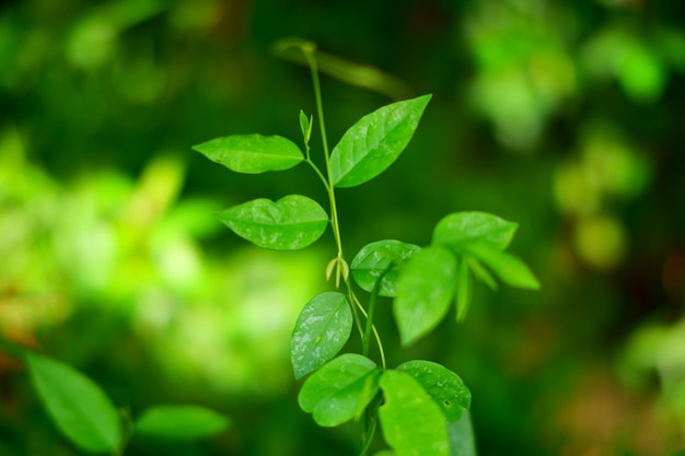 Foto eine nahaufnahme einer pflanze mit grünen blättern und dem wort liebe darauf