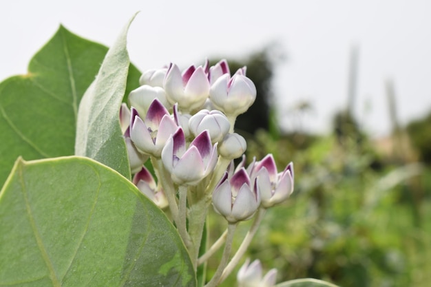 Eine Nahaufnahme einer Pflanze mit lila und weißen Blüten