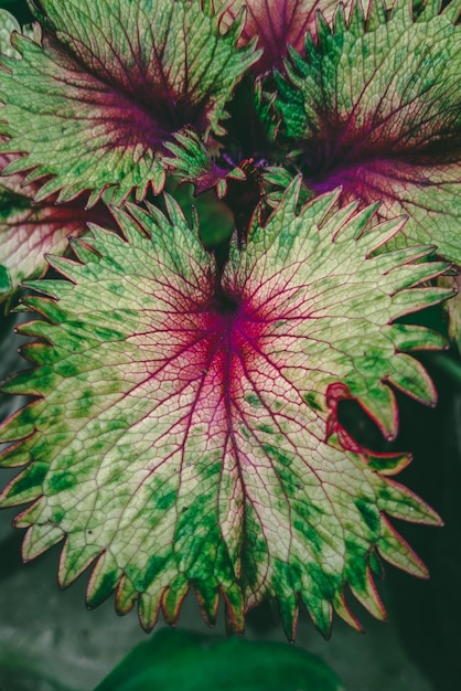 Eine Nahaufnahme einer Pflanze mit violetten und grünen Blättern