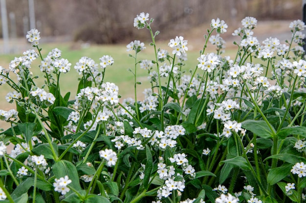 Eine Nahaufnahme einer Pflanze mit weißen Blüten Forgetmenot Myosotis weiß