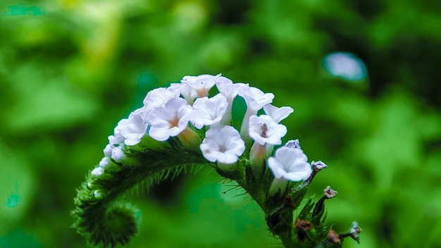 Foto eine nahaufnahme einer pflanze mit weißen blüten