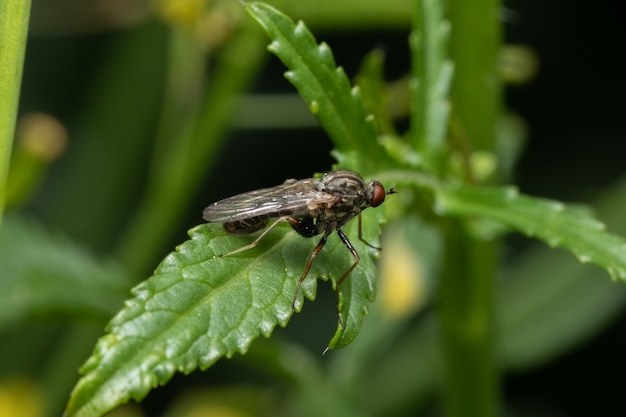 Eine Nahaufnahme einer Phaonia valida-Fliege thront auf einer grünen Pflanze