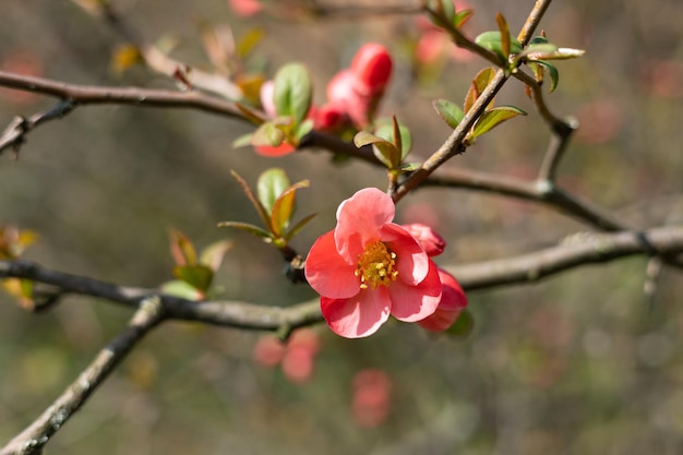 Eine Nahaufnahme einer rosa Blume auf einem Zweig