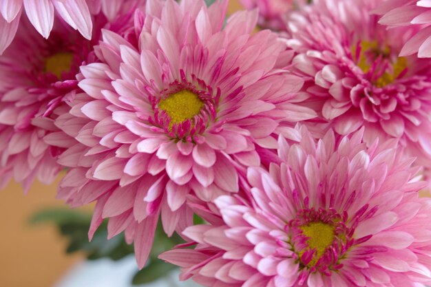 Foto eine nahaufnahme einer rosa chrysantheme