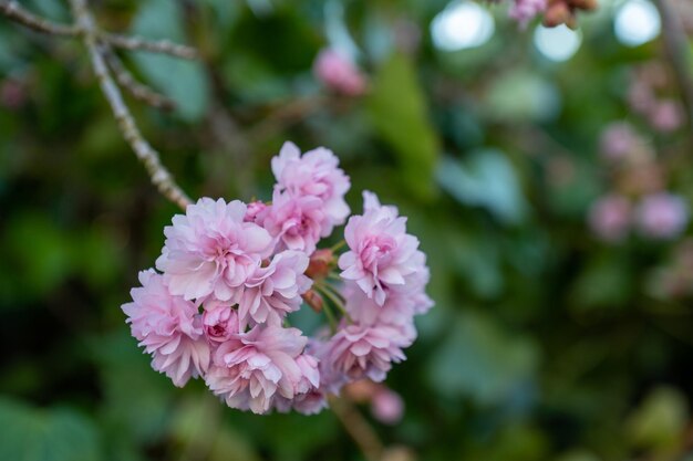 Eine Nahaufnahme einer rosafarbenen Sakura-Blume