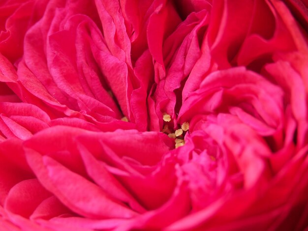 Eine Nahaufnahme einer Rosenblüte mit gelber Mitte.