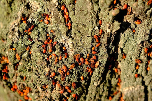 Eine Nahaufnahme einer roten Wanze auf Baumrinde auf Sonnenlicht