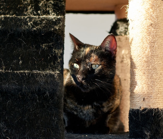 Eine Nahaufnahme einer schwarzen Katze unter dem Sonnenlicht