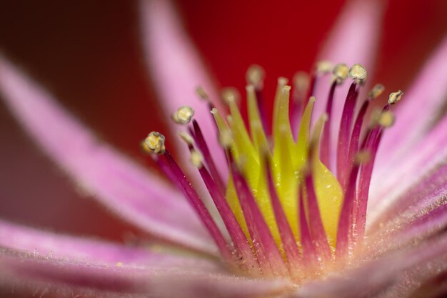 Foto eine nahaufnahme einer sempervivum-pflanze in voller blüte mit der wunderschönen rosa und gelben rosette