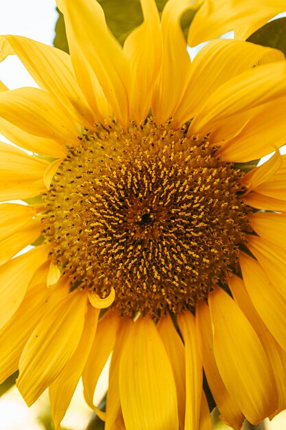 Eine Nahaufnahme einer Sonnenblume im Sommer