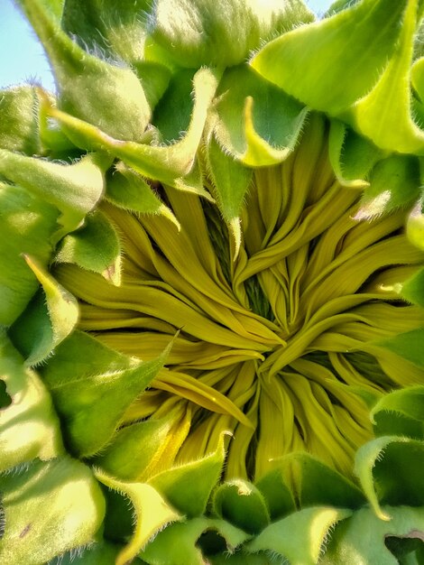 Foto eine nahaufnahme einer sonnenblume mit der mitte der blume.