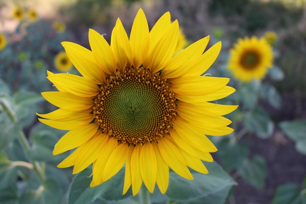 eine Nahaufnahme einer Sonnenblume