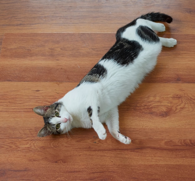 Eine Nahaufnahme einer süßen flauschigen Katze, die auf dem Boden liegt