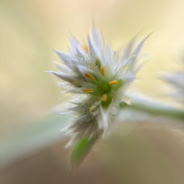 Foto eine nahaufnahme einer weißen blume mit gelben staubgefäßen