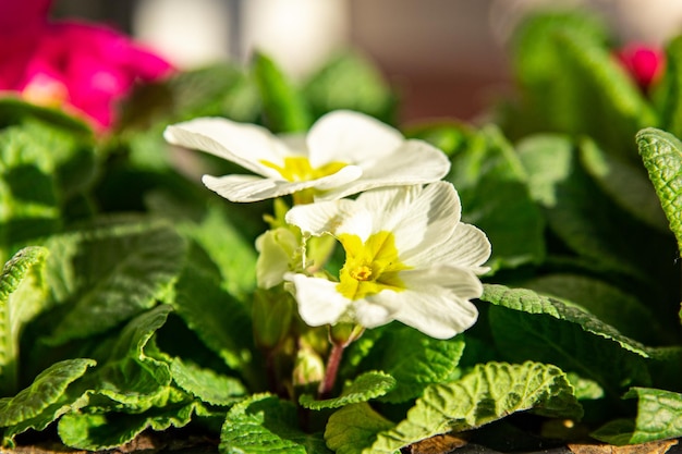 Eine Nahaufnahme einer weißen Blume mit gelber Mitte und grünen Blättern