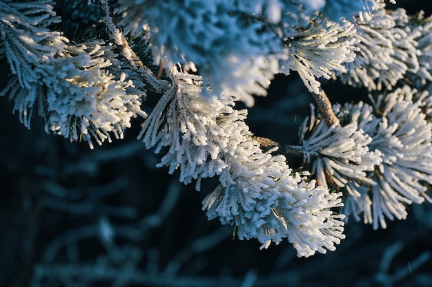 Eine Nahaufnahme eines Astes, der mit Frost bedeckt ist