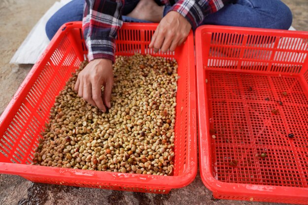 Eine Nahaufnahme eines Bauern, der die Rinde von Arabica-Kaffeebohnen trennt, die in großer Höhe im Bezirk Mae Wang, Provinz Chiang Mai angebaut werden.