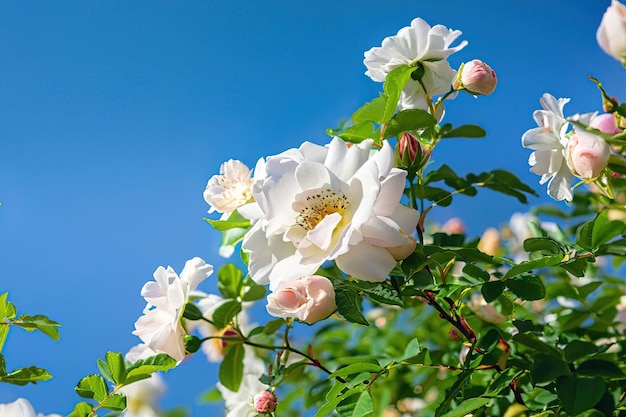 Eine Nahaufnahme eines Busches mit weißen Rosen