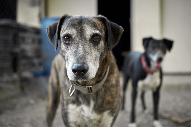 Eine Nahaufnahme eines Catahoula-Hundes mit einem anderen Hund auf dem Hintergrund