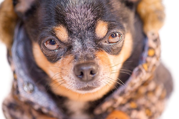 Eine Nahaufnahme eines Chihuahua-Hundes Ein dreifarbiger Chihuahua in einem Pelzmantel mit Leopardenmuster