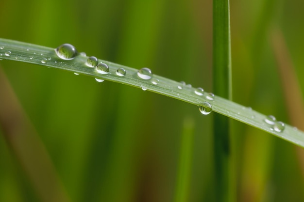 Eine Nahaufnahme eines Grashalms mit Wassertropfen darauf.