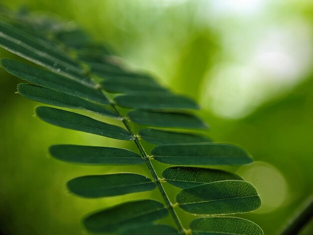 Eine Nahaufnahme eines grünen Blattes mit dem Wort Palm darauf