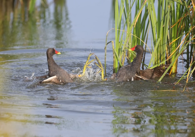 Eine Nahaufnahme eines Kampfes zwischen zwei Teichhuhnmännern im Wasser. Dynamische und ungewöhnliche Bilder