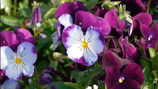 Eine Nahaufnahme eines lila Stiefmütterchens in einem Garten