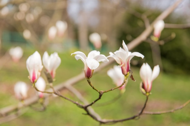 Eine Nahaufnahme eines Magnolienbaums mit Blumen