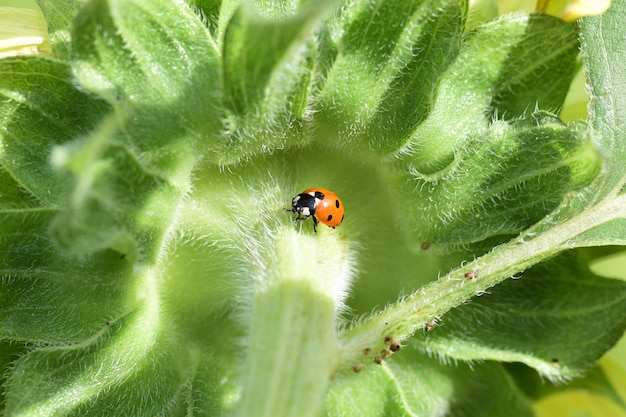 Eine Nahaufnahme eines Marienkäfers auf einer Sonnenblume im Garten