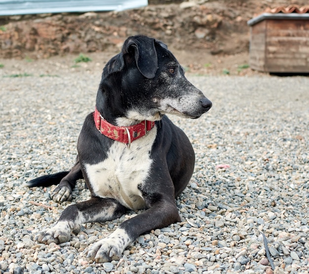 Eine Nahaufnahme eines niedlichen Staffordshire Bullterrierhundes mit einem roten Halsband, das auf Kieselsteinen liegt und auf die Seite schaut