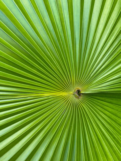 Eine Nahaufnahme eines Palmblattes mit der Mitte des Blattes