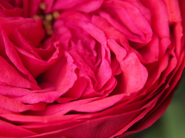 Eine Nahaufnahme eines Rosenblattes mit dem Wort stieg darauf.